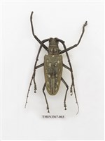 藏品(大衛大天牛)的圖片